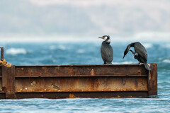 Phalacrocorax capillatus