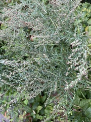 Artemisia indica