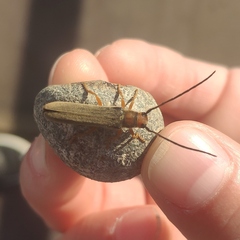 Oberea erythrocephala