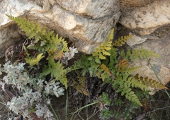Asplenium adiantum-nigrum adiantum-nigrum