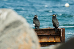 Phalacrocorax capillatus