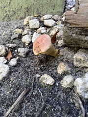 Hortiboletus campestris