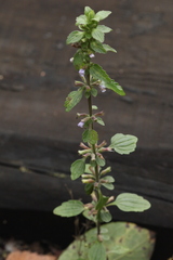 Dracocephalum thymiflorum