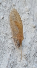 Hemerobius micans