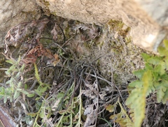 Asplenium adiantum-nigrum adiantum-nigrum