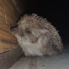 Hemiechinus auritus
