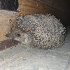 Hemiechinus auritus