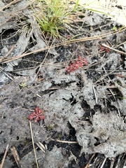 Drosera capillaris