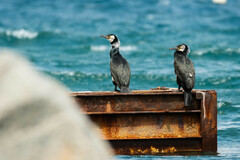 Phalacrocorax capillatus
