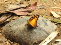 Vagrans sinha
