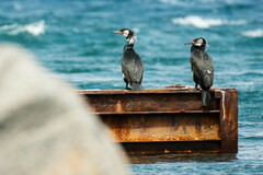 Phalacrocorax capillatus