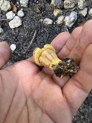 Hortiboletus campestris