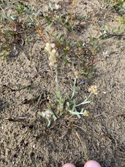 Helichrysum luteoalbum