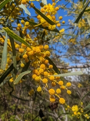 Acacia saligna