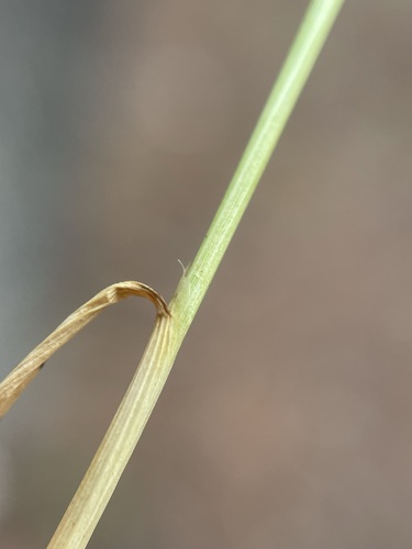 Image of Lemmon's Needle Grass (Eriocoma lemmonii) by (c) Matt Berger, some rights reserved (CC BY)