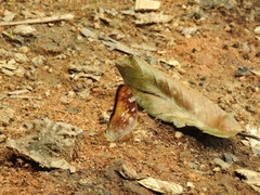 Vagrans sinha