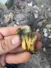 Hortiboletus campestris