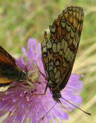 Melitaea athalia