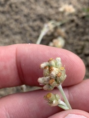 Helichrysum luteoalbum