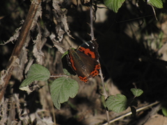 Vanessa vulcania