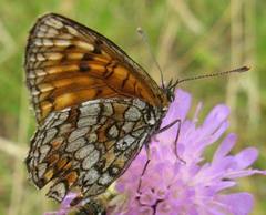 Melitaea athalia