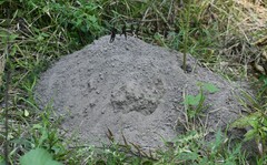 Geomys breviceps