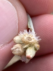 Helichrysum luteoalbum