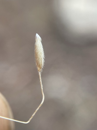 Image of Lemmon's Needle Grass (Eriocoma lemmonii) by (c) Matt Berger, some rights reserved (CC BY)
