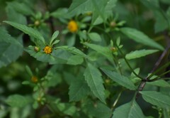Bidens frondosa