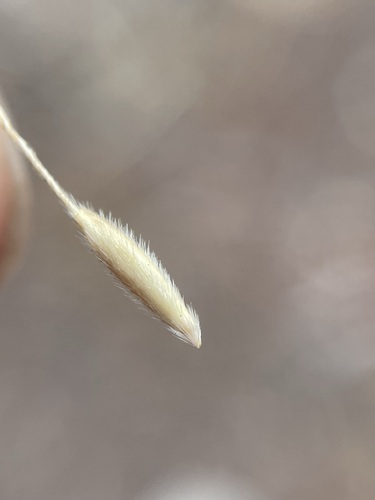 Image of Eriocoma lemmonii by (c) Matt Berger, some rights reserved (CC BY)
