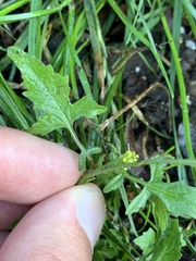 Sisymbrium officinale