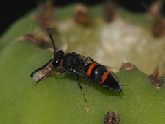 Ancistrocerus haematodes