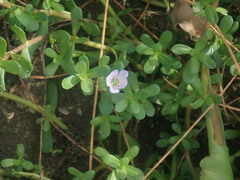 Bacopa