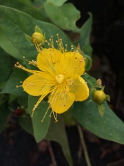 Hypericum hircinum