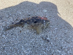 Chilomycterus schoepfii