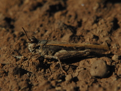 Acrotylus insubricus
