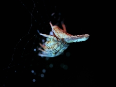 Cyphalonotus