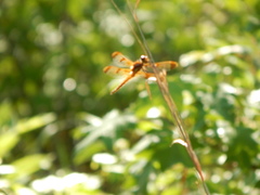 Libellula semifasciata
