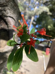 Embothrium coccineum