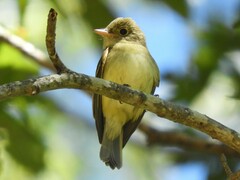 Empidonax virescens