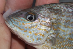 Orthopristis chrysoptera