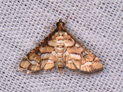 Hileithia magualis