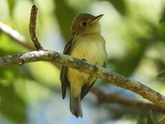 Empidonax virescens