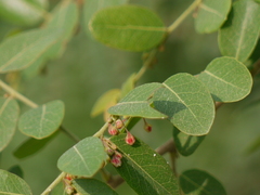 Phyllanthus reticulatus