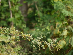 Phyllanthus reticulatus