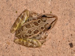Lithobates berlandieri