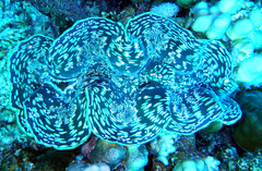 Tridacna squamosa