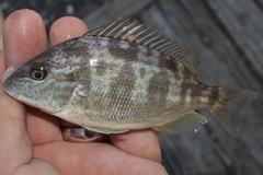 Orthopristis chrysoptera