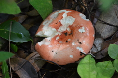 Russula
