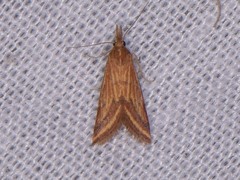 Microtheoris ophionalis